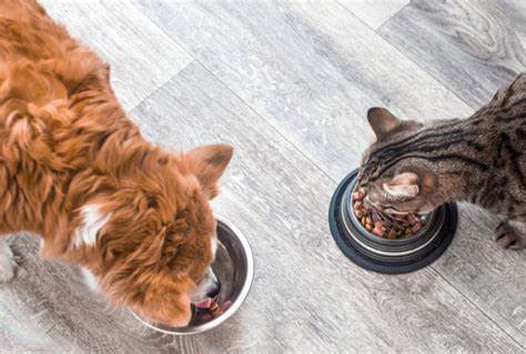 Nutrition Planning for Aging Dogs and Cats: Practical Approaches for Commercial, Homemade, and Mixed Diets